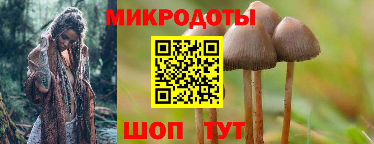 Псилоцибиновые грибы Cubensis Тосно